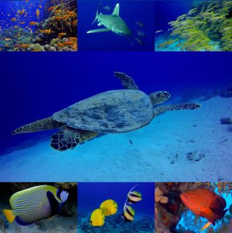 Slika dogodka Andrej Voje: Podvodno kraljestvo v deželi faraonov