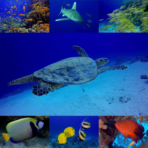 Slika dogodka Andrej Voje: Podvodno kraljestvo v deželi faraonov